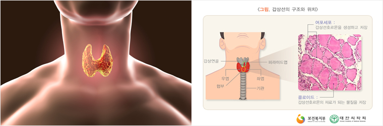 유방갑상선내분비외과 관련사진2